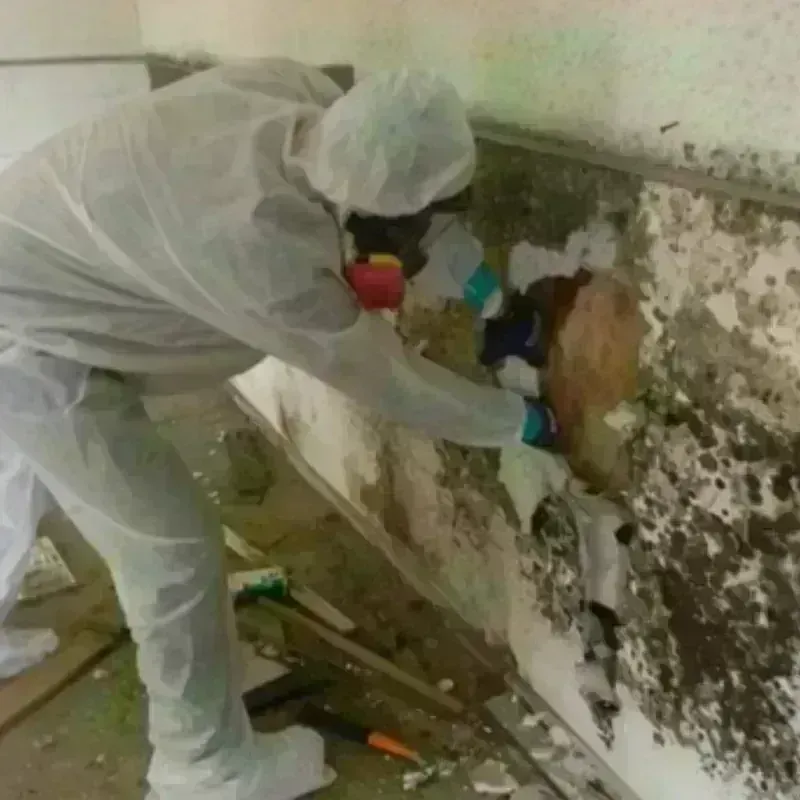 Mold Remediation and Removal in Grand Ledge, MI